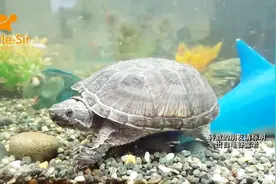 一只老麝香龟深水无晒台，龟苗勿模仿「龟谷鳖老」视频封面