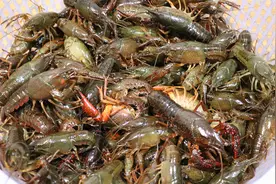 龙虾最好吃的做法，4斤龙虾加2罐啤酒，虾肉鲜嫩，刚上桌就被吃光视频封面