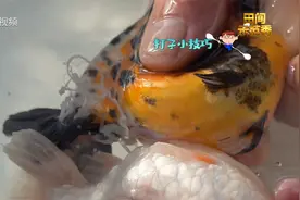 金鱼人工配种，手法很重要！