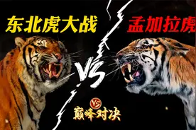 东北虎大战孟加拉虎，这就是虎王的实力？太可怕了！视频封面