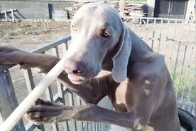 威玛犬胆子大，边牧咬它也不害怕，就是要争狗群老大视频封面