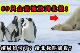 有人曾将69只企鹅带到北极放养，后来怎么样了？企鹅能活下来？