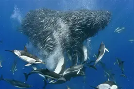 沙丁鱼不断跳出水面，如同开水沸腾，这是发生了什么情况？