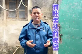 狗吐舌头是什么意思，十年训犬师分享经验，看完太受用了