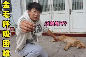金毛呼吸困难，小亮从它鼻子里夹出条虫子，这啥虫子会钻鼻孔里？视频封面