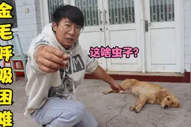金毛呼吸困难，小亮从它鼻子里夹出条虫子，这啥虫子会钻鼻孔里？视频封面