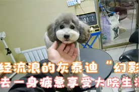 流浪的灰泰迪，所有的晦暗都留给过往，从此凛冬散尽星河长明视频封面