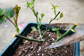 月季长芽后，枝条顶部的芽为什么要剪掉？看完又学会一招！视频封面