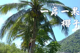 一席一果（十四）椰子——不止海边，云贵高原也有椰子视频封面