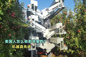 美国人是怎么收割苹果的？这样先进的机器，我还真是第一次见