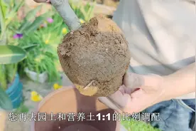 买到海棠花是园土？你有两个选择，要根据“环境”选择栽种方法视频封面