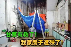 广西崇左下大雨，甘蔗终于有救了！但我家房子遭殃了！视频封面