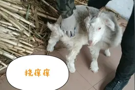 小山羊挺有意思，喜欢让主人给挠痒痒，还真会享受