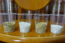 我们吃的米饭都是杂交水稻吗？我家的这种水稻，就不是杂交水稻