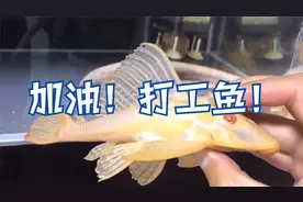 加油！打工鱼！视频封面