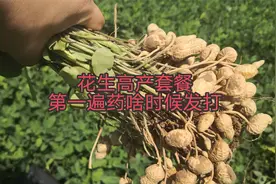 花生高产套餐第一遍药什么时候打？配什么药效果更好？视频封面