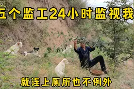 五只狗狗们没白养，不管下雨还是大太阳都是默默的守护着主人！视频封面