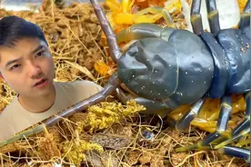 黑间脚蜈蚣蜕皮，红龙蜈蚣产卵，后续来了！#黑间脚蜈蚣视频封面