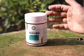 养花不生根怎么办？园艺师教你，用快速生根粉，大白根噌噌长出来视频封面