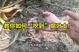 养花别再花“冤枉钱”？大树下免费的腐叶土，比营养土更好视频封面