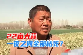 农户种植22亩大蒜，一夜之间全部枯死？被人打了农药？视频封面