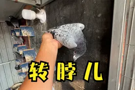 鸽子得过新城疫，除了转脖子一切正常还能留种吗？还会传染吗？视频封面