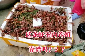 投资6万多养殖室内龙虾，商家言行不一，直呼上当了。“重启”视频封面