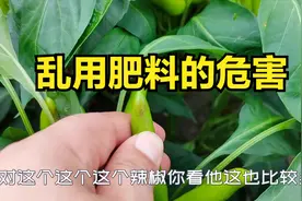 这种肥料不能乱用，方法用量不对，很容易对辣椒造成危害视频封面