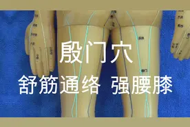 殷门穴主治：腰脊不可俯仰，举重，恶血，泄注，外股肿视频封面