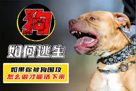 被成群的流浪狗袭击，应该如何逃生？视频封面