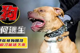被成群的流浪狗袭击，应该如何逃生？视频封面