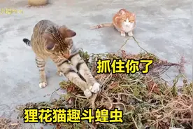 狸花猫吃货抓蝗虫，抓到直接就吃了，吃完还意犹未尽的舔着嘴巴