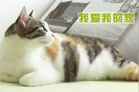14：这只三花猫得到了很多粉丝的爱，瞧这圆滚滚的身材舒服得不行视频封面