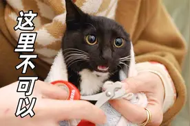 流浪小猫第一次剪指甲吓得瑟瑟发抖，夹子音狂喊不要视频封面