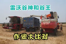 雷沃谷神和谷王同地块收小麦，作业大比对，看谁更胜一筹