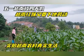 五一越南放4天假，越南红妹也要下田劳动，实拍越南农民真实生活视频封面
