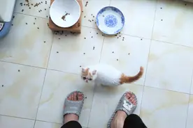 吃饭就像推土机的猫，只要给它一个碗，它就能把猫粮撒满整个地球视频封面