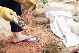 月季花长出新芽后，很快又枯萎了，这些原因，很多人都想知道视频封面