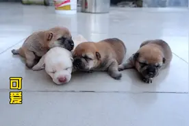 刚出生13天的小奶狗，饿得嘤嘤叫找妈妈，看着真可怜