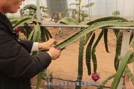 火龙果种植有讲究，插得太深容易烂根，插得太浅不发芽视频封面