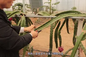 火龙果种植有讲究，插得太深容易烂根，插得太浅不发芽