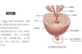 人体体内的微观世界：13.5 前列腺视频封面