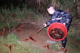 鱼塘里跑出来300斤龙虾，东哥捡了一大盆免费的龙虾，捡得真过瘾视频封面