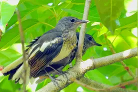 四喜鸟幼鸟出窝了，黄角树上两只四喜幼鸟真漂亮，幼鸟叫声视频封面