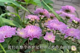 菊花秋季不开花，学会“这几招”，大约一个月冒花苞