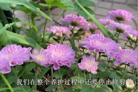 菊花秋季不开花，学会“这几招”，大约一个月冒花苞视频封面