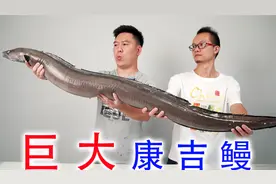 鳗鱼王来了，比腿还粗的超大康吉鳗，做鳗鱼饭太香啦