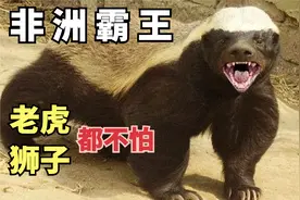 平头哥干架有多猛，吃毒蛇像吃辣条，咬老虎，生死看淡，不服就干视频封面