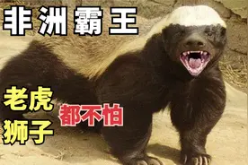 平头哥干架有多猛，吃毒蛇像吃辣条，咬老虎，生死看淡，不服就干视频封面