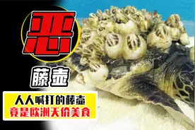 寄生鲸鱼海龟的藤壶，却在欧洲卖出“天价”，1000一斤供不应求视频封面